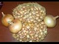 nasiona cebuli, cebula, siew cebuli, materiał siewny cebuli